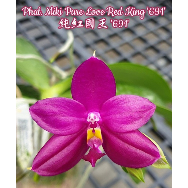 Орхiдея Phal. Miki Pure Love Red King 691 - купити, доставка Україна